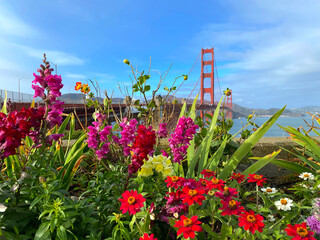 Colorful blossom covering the view of the famous Golden Gate Bridge at San Francisco, California