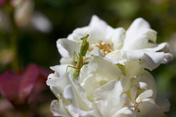 Close Up Shot on a Green Praying Mantis Feeding Bugs on a Beautiful White Rose Flower.