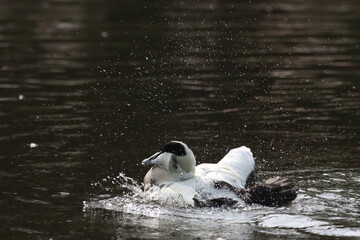 A beautiful animal portrait of a Duck on a bright sunny morning