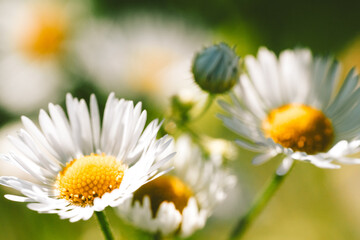 Naklejka premium daisies in a garden