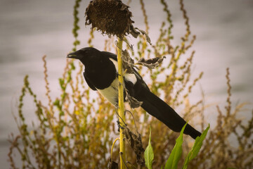A beautiful animal portrait of a single Magpie. One for sorrow.