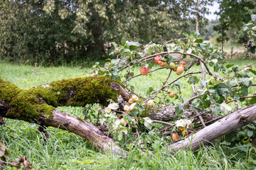 
Autumn apples on an apple tree branch