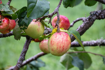 
Autumn apples on an apple tree branch