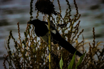 A beautiful animal portrait of a single Magpie. One for sorrow.