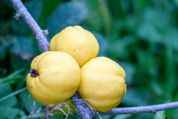 
A bush of yellow quince berries on a background of green leaves