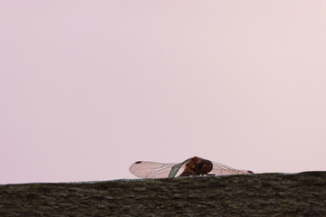 A beautiful closeup of an isolated Dragonfly