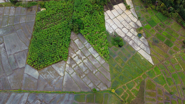 paddyfield in sjy
