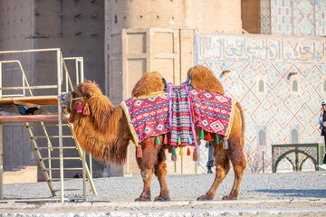 Bactrian camel on the background of historical places in Central Asia. Beautiful harnessed camel...