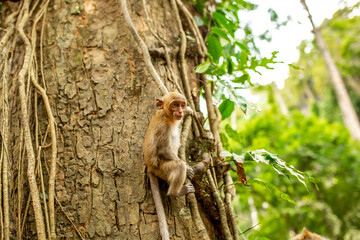 Monkeys in nature in the jungle of Thailand. A flock of monkeys in the trees. Wildlife scene with wild animals.