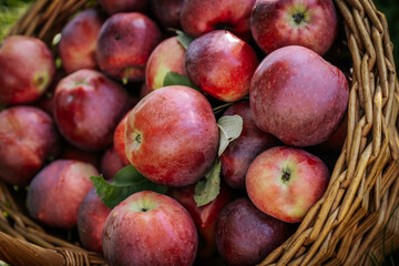 Autumn Harvest: Fresh Organic Apples in a Rustic Wicker Basket. Bountiful apple harvest in countryside basket. Fresh, organic, and vibrant nature scene.