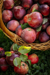 Autumn Harvest: Fresh Organic Apples in a Rustic Wicker Basket. Bountiful apple harvest in countryside basket. Fresh, organic, and vibrant nature scene.