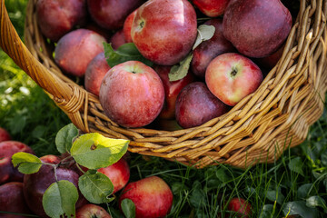 Autumn Harvest: Fresh Organic Apples in a Rustic Wicker Basket. Bountiful apple harvest in countryside basket. Fresh, organic, and vibrant nature scene.