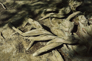 dry cypress roots, a tree in the ground. background for the design.