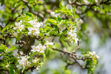 White flowers bloom in the trees. Spring landscape with blooming sakura tree. Beautiful blooming garden on a sunny day. Copy space for text.