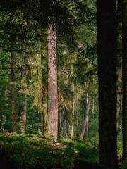 Märchenhafter romantischer Mischwald, Stimmungsvoll