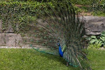Fototapeta premium peacock with feathers out