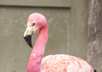 James's Flamingo (Phoenicoparrus jamesi) in Bolivia