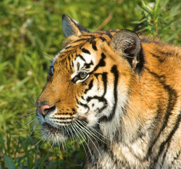 Head shot Bengal tigress