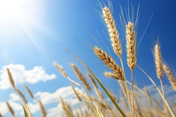 Fototapeta premium Wheat grows against the background of sky/