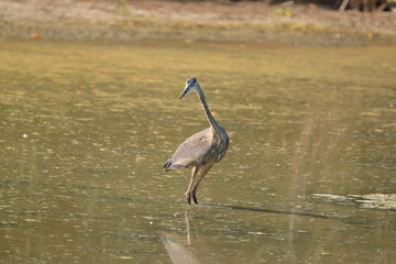 Great Blue Heron foraging for food