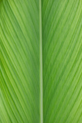 Details of green leaves background