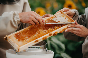 Young beekeepers work with bees in the apiary and eat honey.A young family of beekeepers collects honey in a field with sunflowers. Honey collection concept - obrazy, fototapety, plakaty