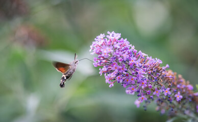 hummingbird hawk-moth feeding on a butterfly bush