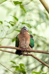 Common Emerald Dove (Chalcophaps indica) in Indonesia