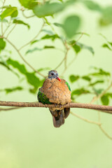 Common Emerald Dove (Chalcophaps indica) in Indonesia