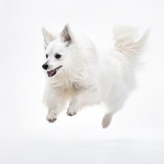 Fototapeta na wymiar White Dog in Mid-Air Leap