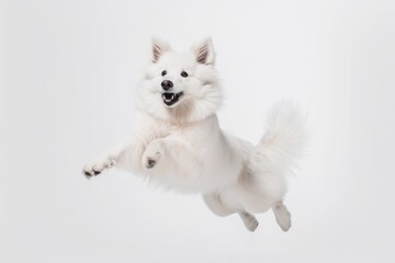 White Dog in Mid-Air Leap