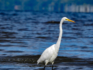 Stunning Egret wading in the shallows along the river  hunting for fish on a warm late summer morning.
