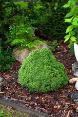 Photo of white spruce tree Picea Glauca Alberta Globe growing on flower bed in plant collections garden. Selective focus