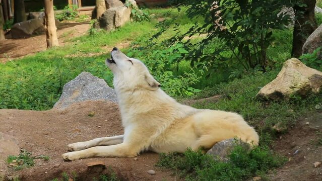 White wolf howls in the wild. Wild forest animal mammal in zoo. Dangerous predator. Nature and fauna. Video footage