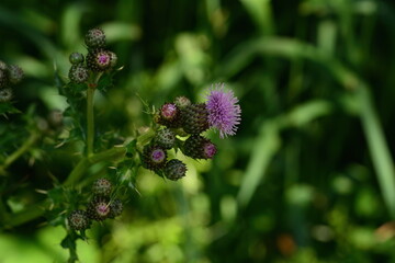Thistle in the shade