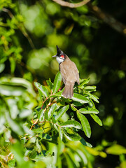 Red Whiskered Bulbul bird perching on tree