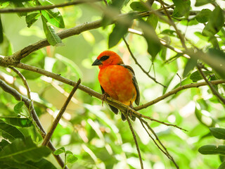 Red orange bird perching in natural environment - Mauritius Fody 