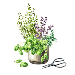 Kitchen fragrant herbs in flower pot. Hand drawn watercolor illustration isolated on white background