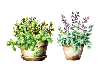 Fototapeta premium Kitchen fragrant herbs in flower pots set. Hand drawn watercolor illustration isolated on white background