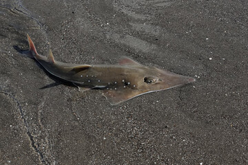 A bottlenose wedgefish is hunting for prey in shallow ocean waters. This predatory fish has the scientific name Rhynchobatus australiae.