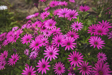 Purple Osteospermum fruticosum (African daisy) in the summer. Floral wallpaper background. Home gardening, garden care. group of purple daisy flowers in blossom. Gerbera Flower. Barberiae Cape daisy.
