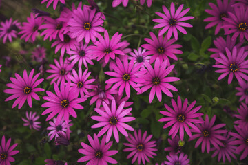 Purple Osteospermum fruticosum (African daisy) in the summer. Floral wallpaper background. Home gardening, garden care. group of purple daisy flowers in blossom. Gerbera Flower. Barberiae Cape daisy.