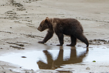 Cute Brown Bear Cub walking in Lake Clark Alaska  © Glenn