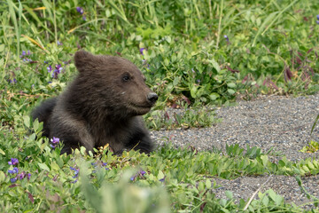 Cute Brown Bear Cub walking in Lake Clark Alaska
