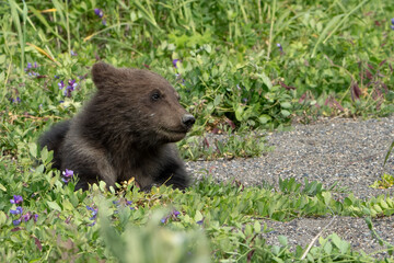 Cute Brown Bear Cub walking in Lake Clark Alaska  © Glenn