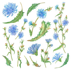 42 Chicory. Set of watercolor blue flowers. Hand drawn illustration. chicory plant with flowers and leaves. Watercolor illustration blue summer wild field chicory. Composition of flowers for design.