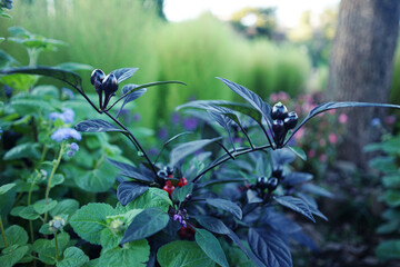 black berries on a flower