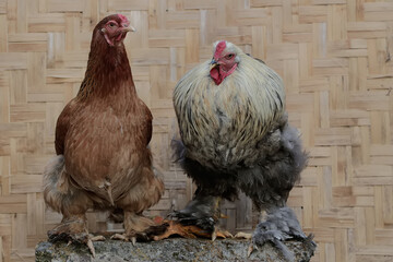 A pair of Brahma chickens are resting on a rock covered with moss. This chicken with a large and...