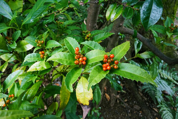 ladybird on a plant
