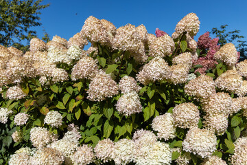 Hydrangea paniculata Vanille Fraise on a stem